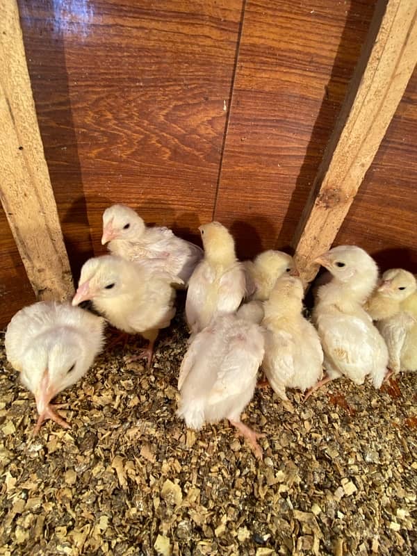 Aseel hera and qandari chicks for sale 0