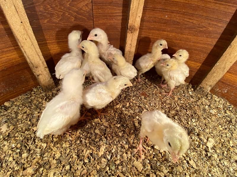 Aseel hera and qandari chicks for sale 1