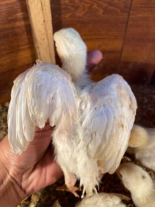 Aseel hera and qandari chicks for sale 2