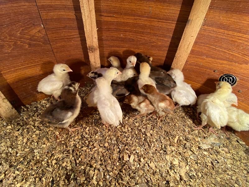 Aseel hera and qandari chicks for sale 3