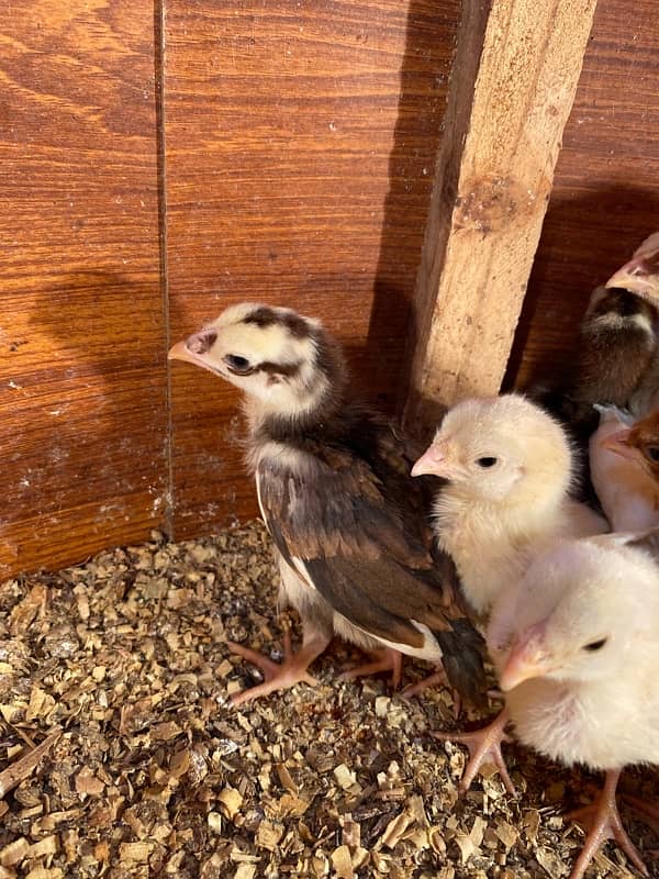 Aseel hera and qandari chicks for sale 4