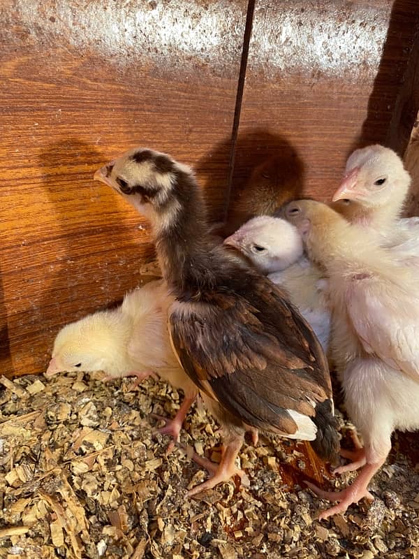 Aseel hera and qandari chicks for sale 5