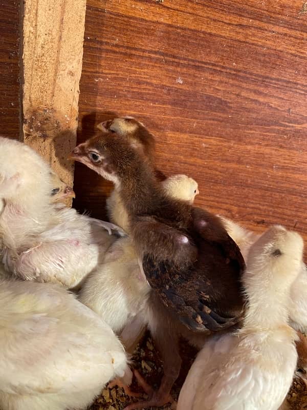 Aseel hera and qandari chicks for sale 6