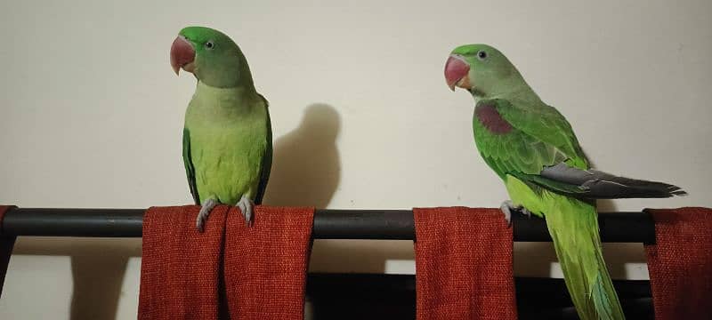 Raw parrots pair 2