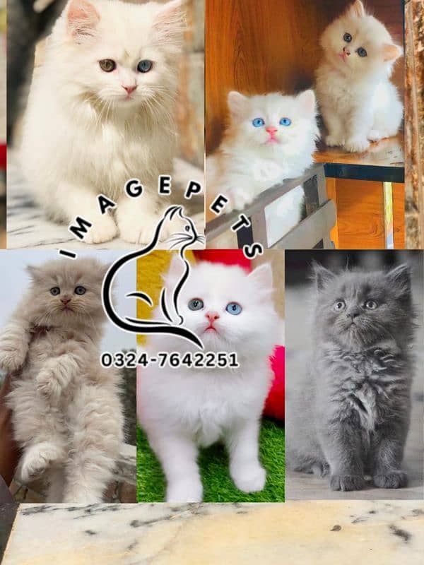 Persian Punch face triple coat cat Kitten 17