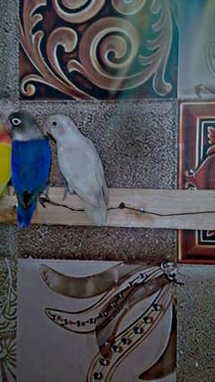 lovebird blue pastel and blue fisher