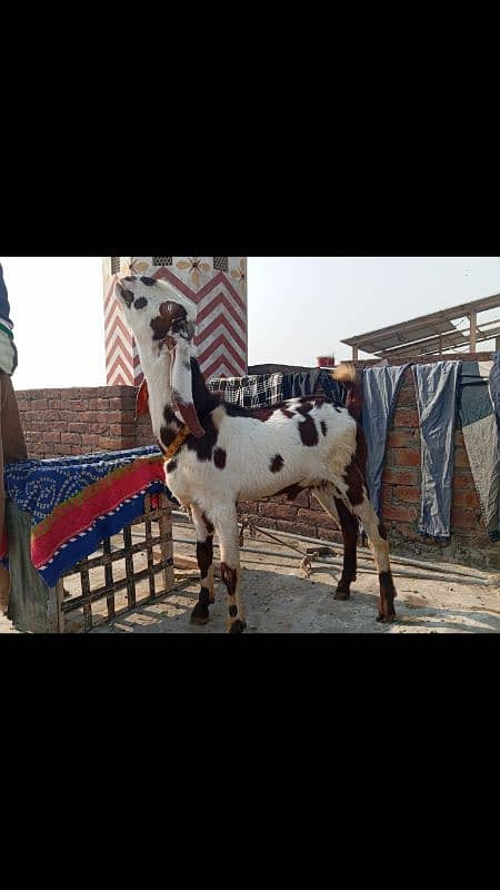 desi bakra donda hai. healthy andl hai whatsap  umber 03294368131 0