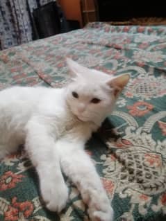 irani white cat