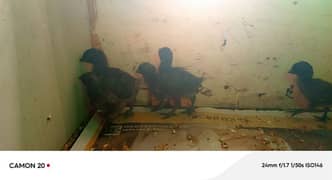 Black chickens Ayam cemani 7 days