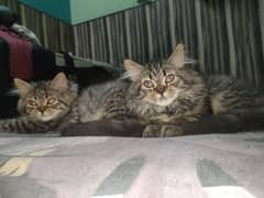 Persian kittens triple coated pair price 13k