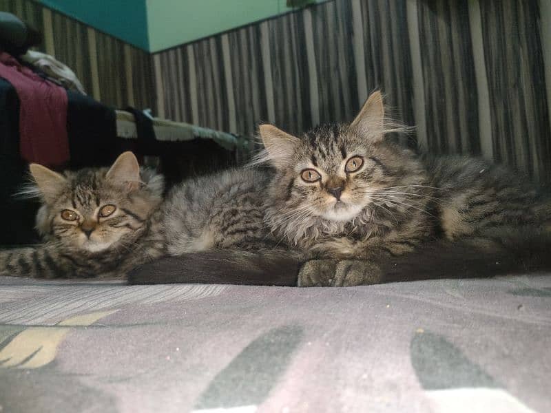 Persian kittens triple coated 0