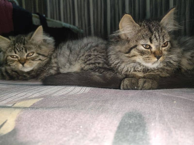 Persian kittens triple coated 1