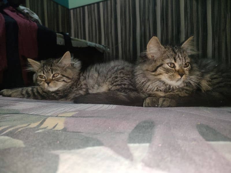 Persian kittens triple coated 2