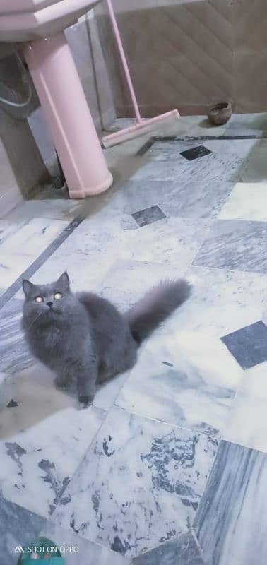 grey Persian kitten 0