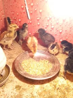 Aseel chicks for sale.