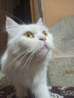 Persian cat