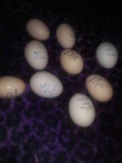 aseel fertile eggs (03445152074 Whatsapp)