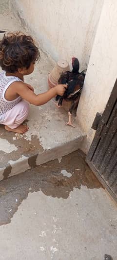 dasi murgi with 3 healthy chicks