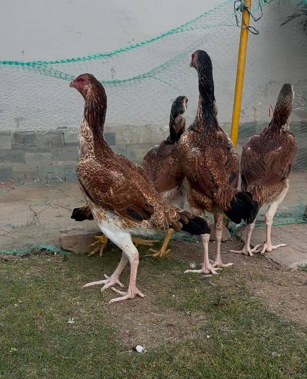 Aseel Shamo Females for sale 0