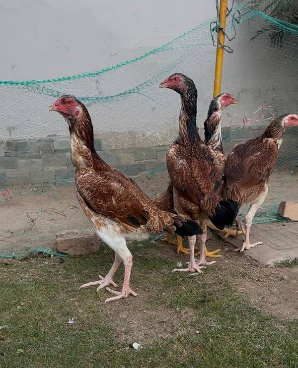 Aseel Shamo Females for sale 4