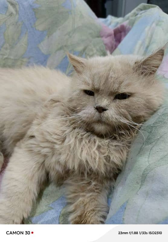 Persian male cat stund male faun colour 1