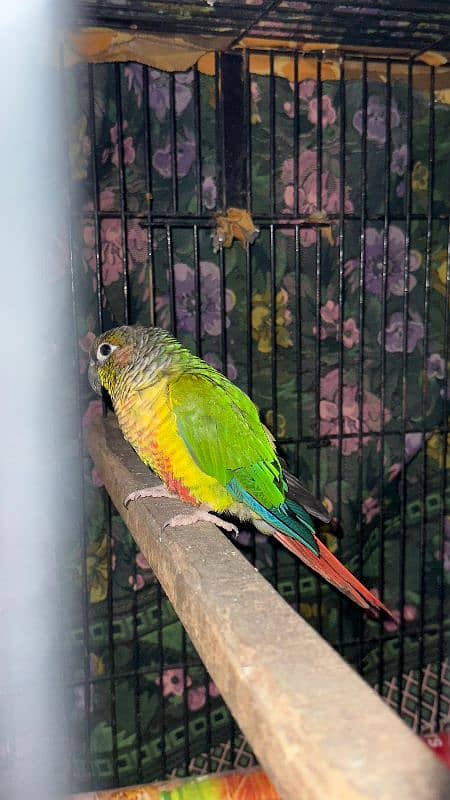 Green cheek conure parrot 0