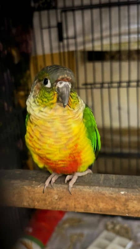 Green cheek conure parrot 1