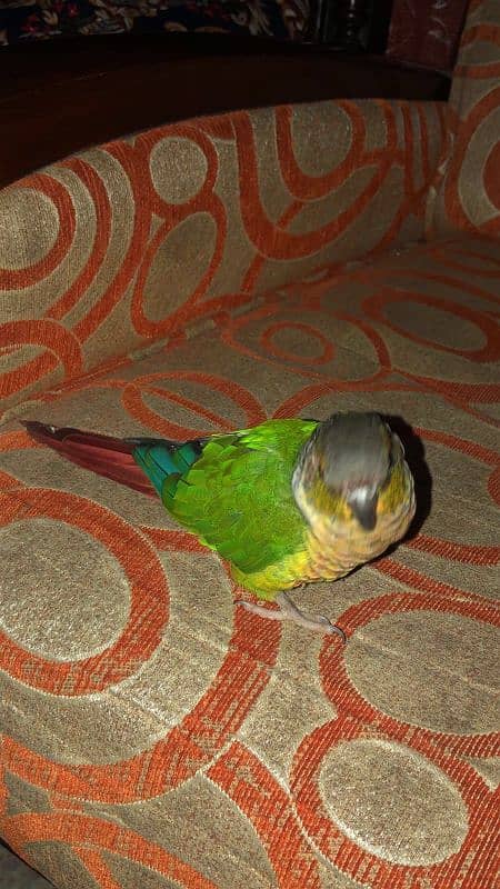 Green cheek conure parrot 2