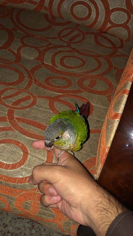 Green cheek conure parrot 3