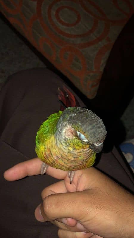 Green cheek conure parrot 4