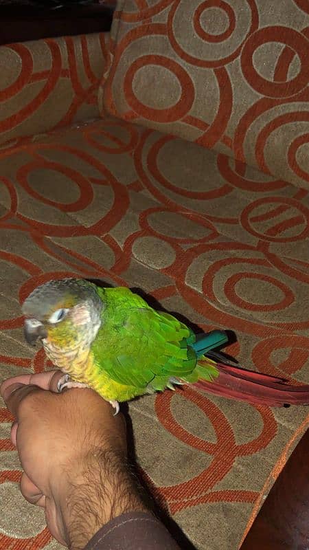 Green cheek conure parrot 5