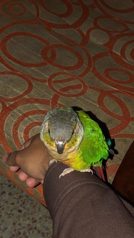 Green cheek conure parrot 6