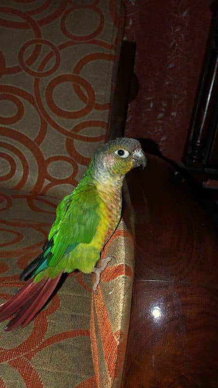 Green cheek conure parrot 7