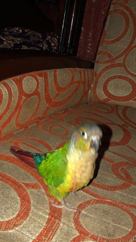 Green cheek conure parrot 8