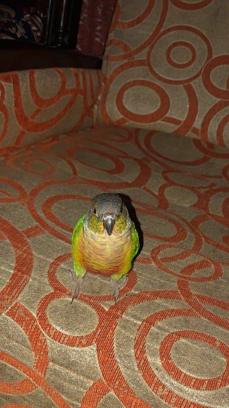 Green cheek conure parrot 9