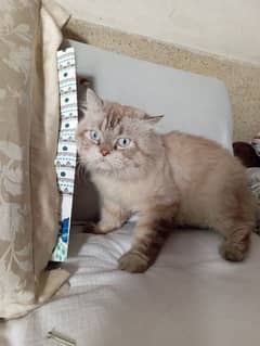 Siberian Male cat