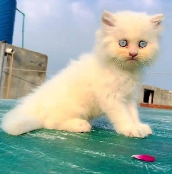 Persian beautiful Cat for sale/0344/00/63/354 My WhatsApp number 0