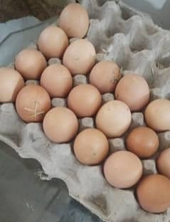 Egg For Sale 03018997081