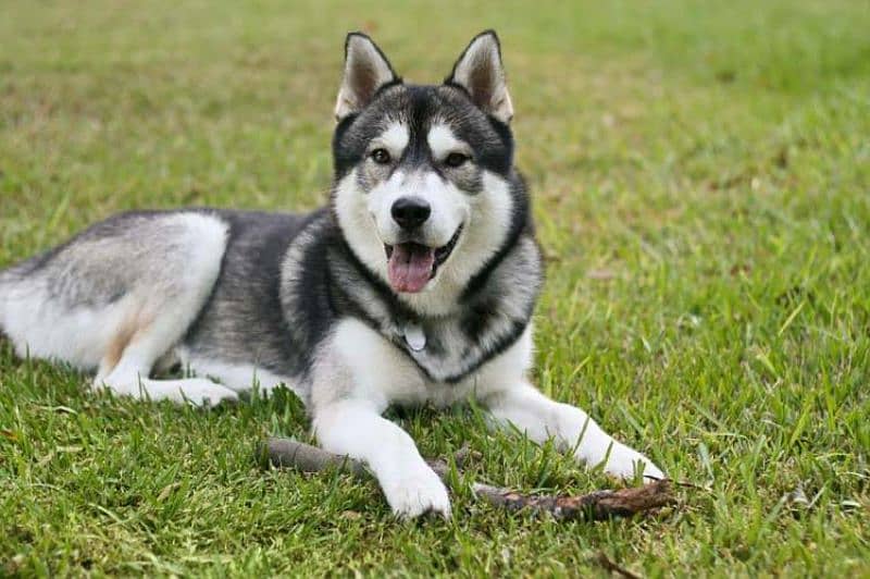 Siberian Husky Pair 0