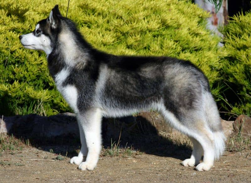 Siberian Husky Pair 1