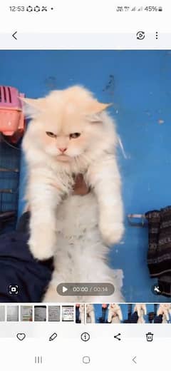 Persian male cat