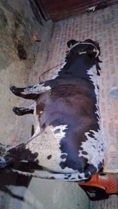 Cow Hamal 6month first time