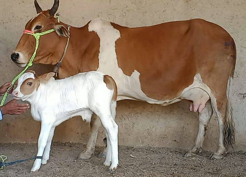 Cholistani Cow Gulabi kid Male 0