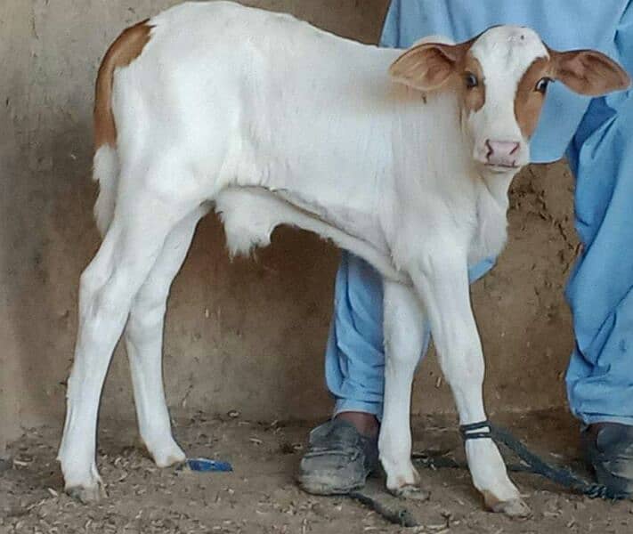 Cholistani Cow Gulabi kid Male 1