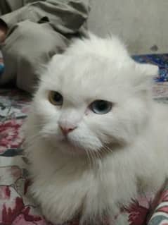 Persian cat