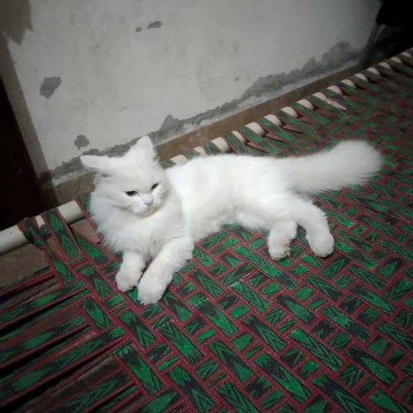 Persian cat 1