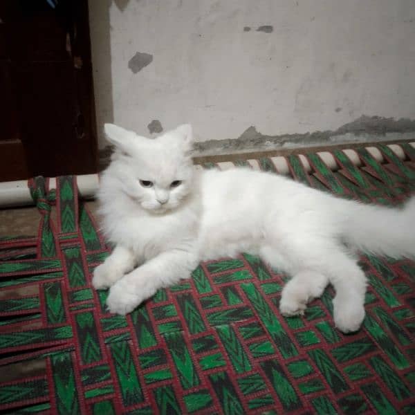 Persian cat 2