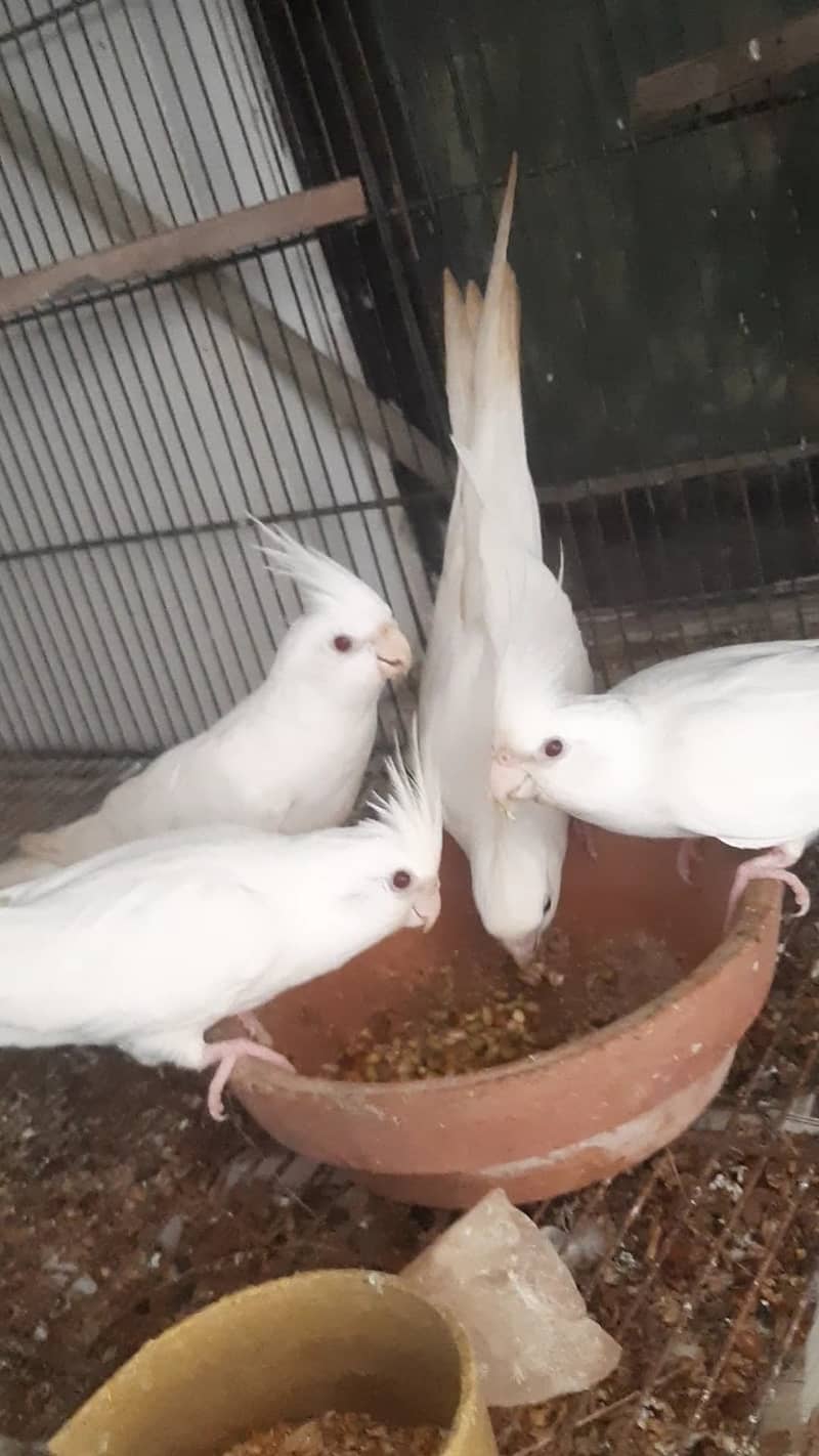 Two breeder pair of eno red eye cocktail 0