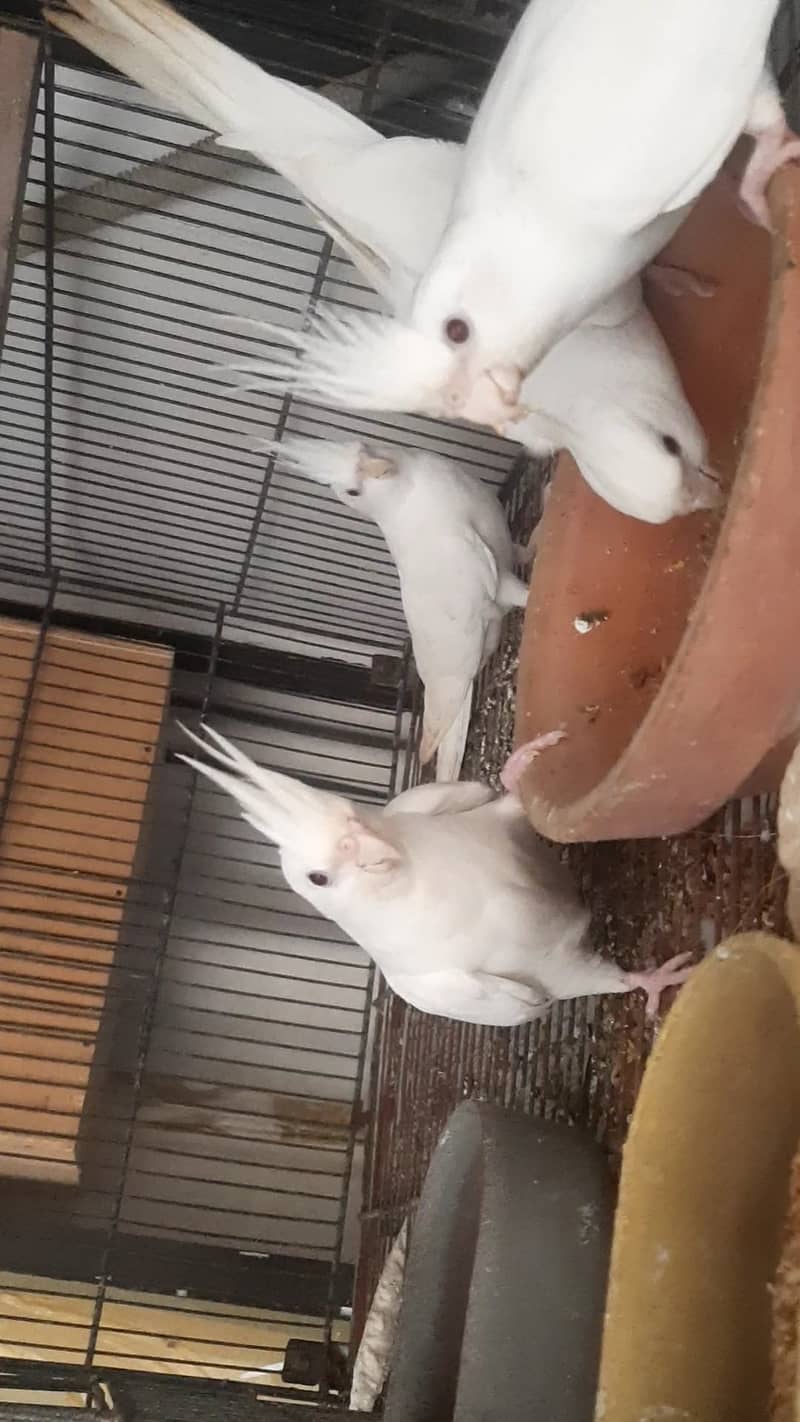 Two breeder pair of eno red eye cocktail 1