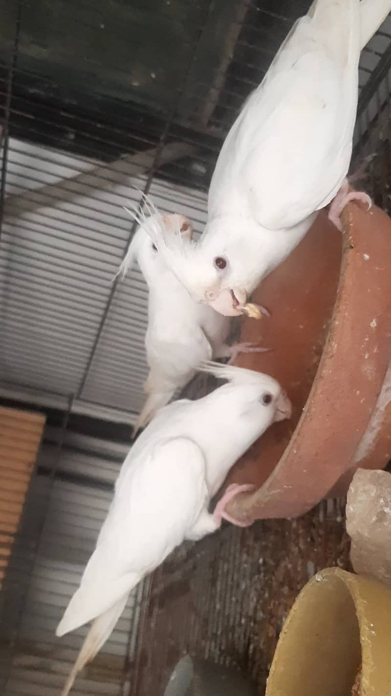 Two breeder pair of eno red eye cocktail 2